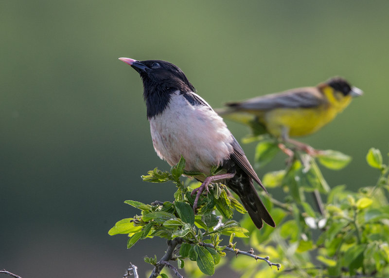 Rose-coloured Starling    Bulgaria