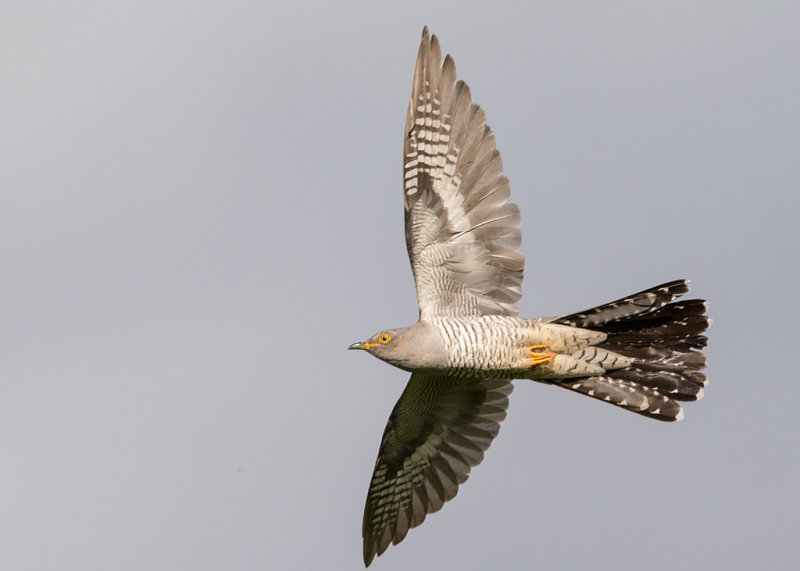 Common Cuckoo   Bulgaria