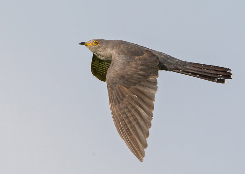 Common Cuckoo   Bulgaria