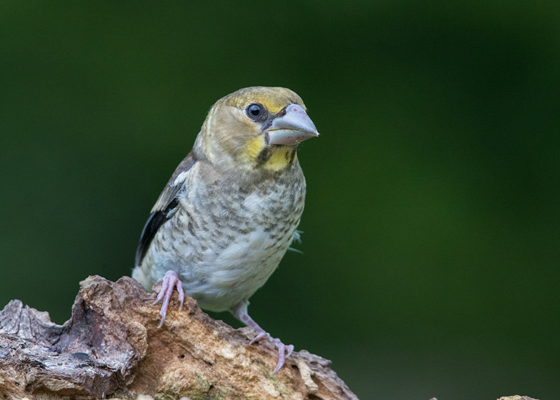 Hawfinch, juvenile    Bulgaria