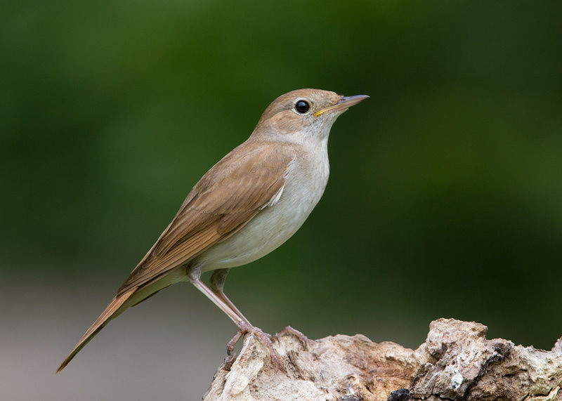 Nightingale,Common 