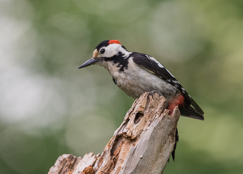 Syrian Woodpecker   Bulgaria