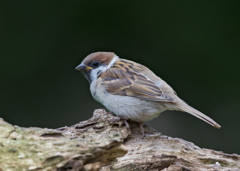 Tree Sparrow    Bulgaria