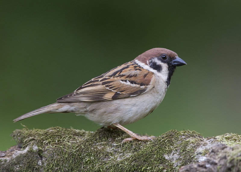 Tree Sparrow    Bulgaria