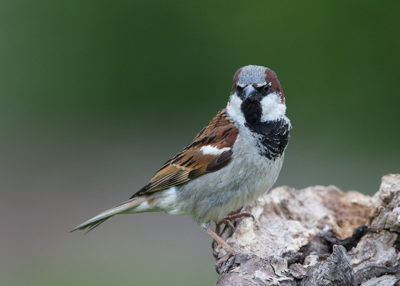 House Sparrow   Bulgaria