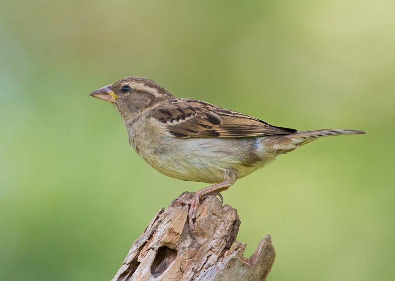 House Sparrow   Bulgaria