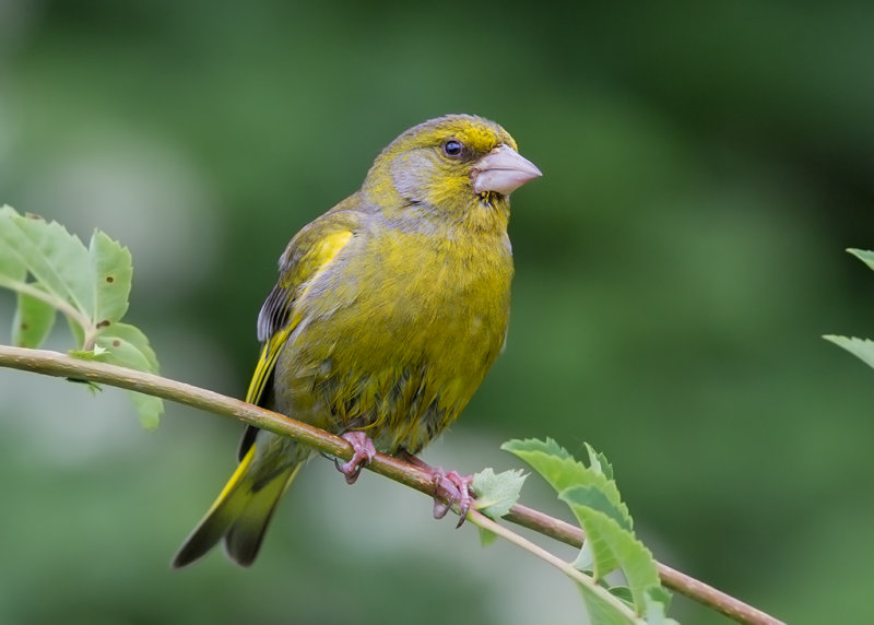 Greenfinch,European