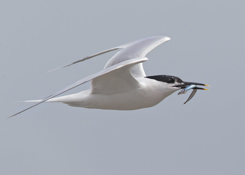 Sandwich Tern  Cemlyn Bay Anglesey