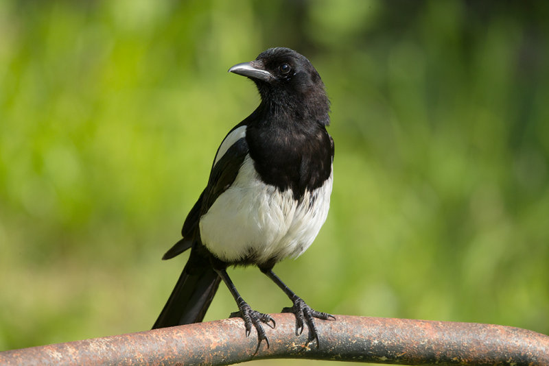 Magpie,Common 