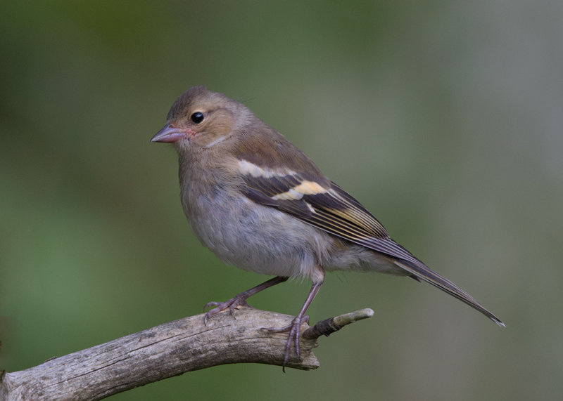  Chaffinch    Wales