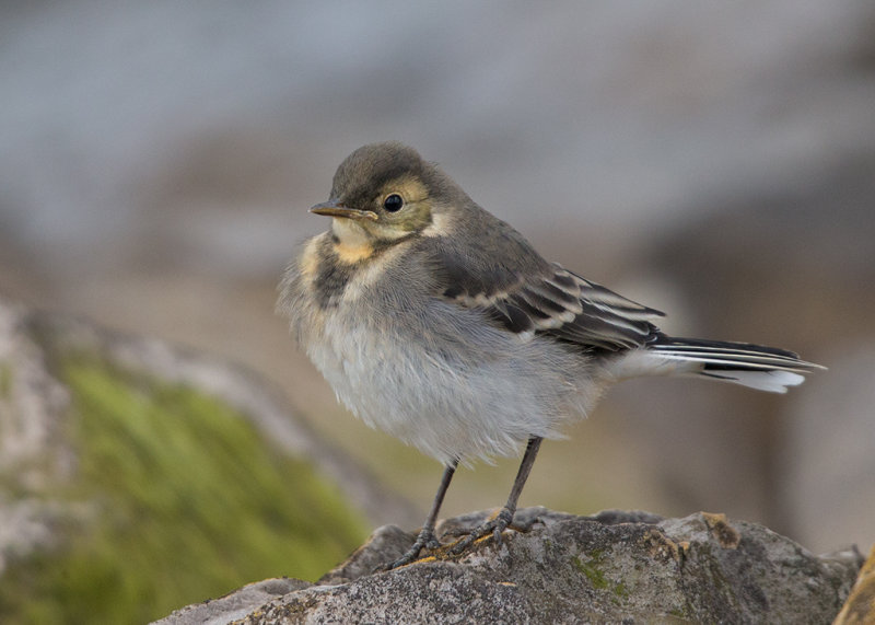 Pied Wagtail  juvenile  Conwy RSPB