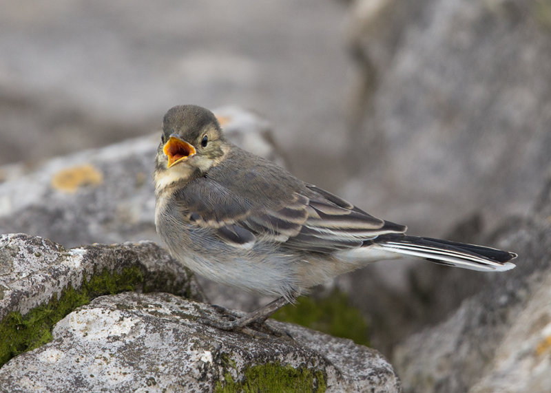 Pied Wagtail  juvenile  Conwy RSPB