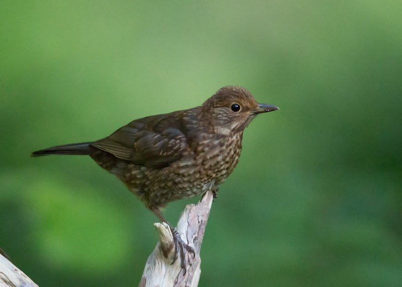  Blackbird, Common