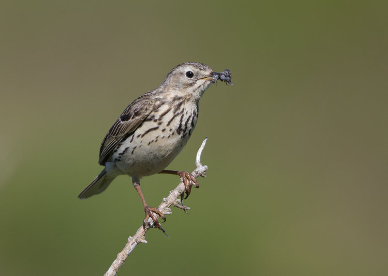 Meadow Pipit   Conwy