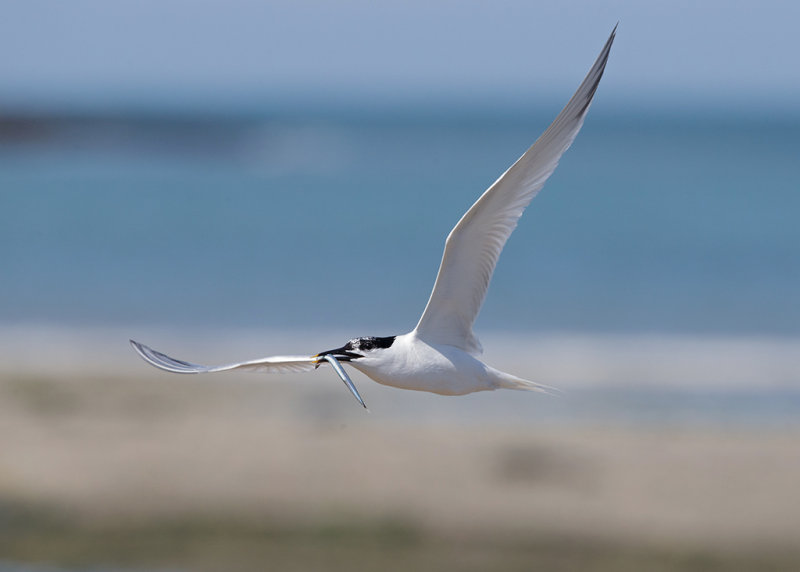 Sandwich Tern  Cemlyn Bay Anglesey