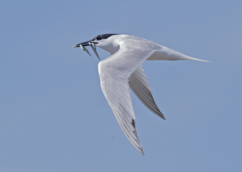 Sandwich Tern Cemlyn Bay Anglesey