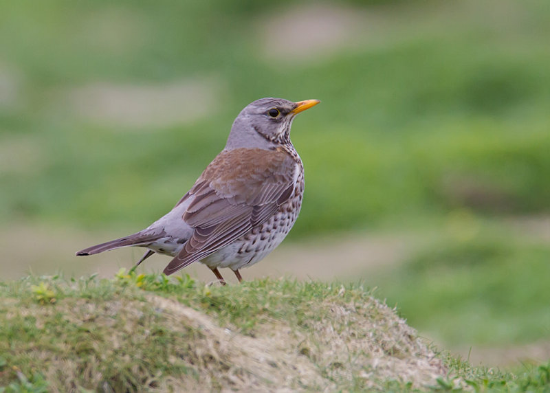 Fieldfare Isle of May,Scotland