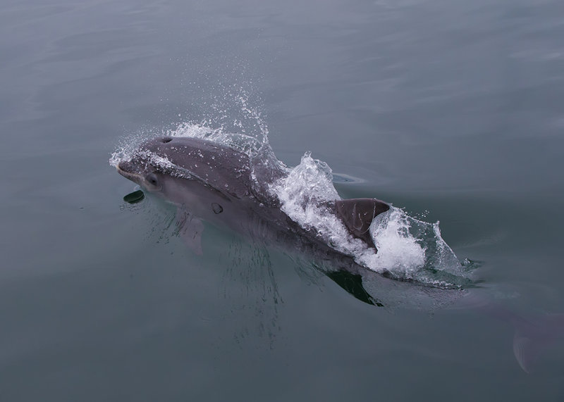 Bottlenose Dolphin  Liverpool Bay,England