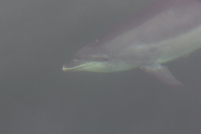 Bottlenose Dolphin  Liverpool Bay,England
