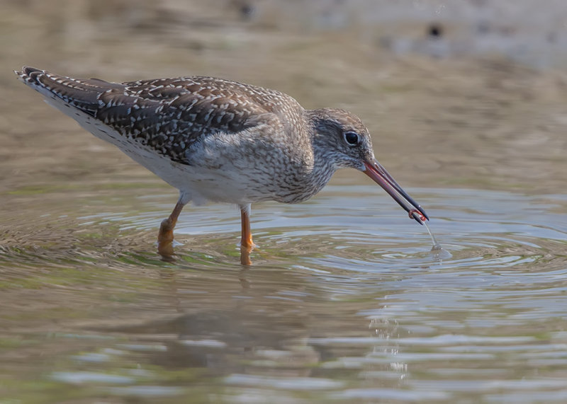 Redshank,Common 