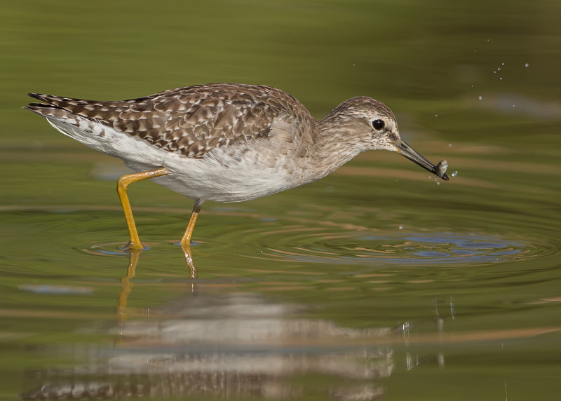 Wood Sandpiper  Gambia