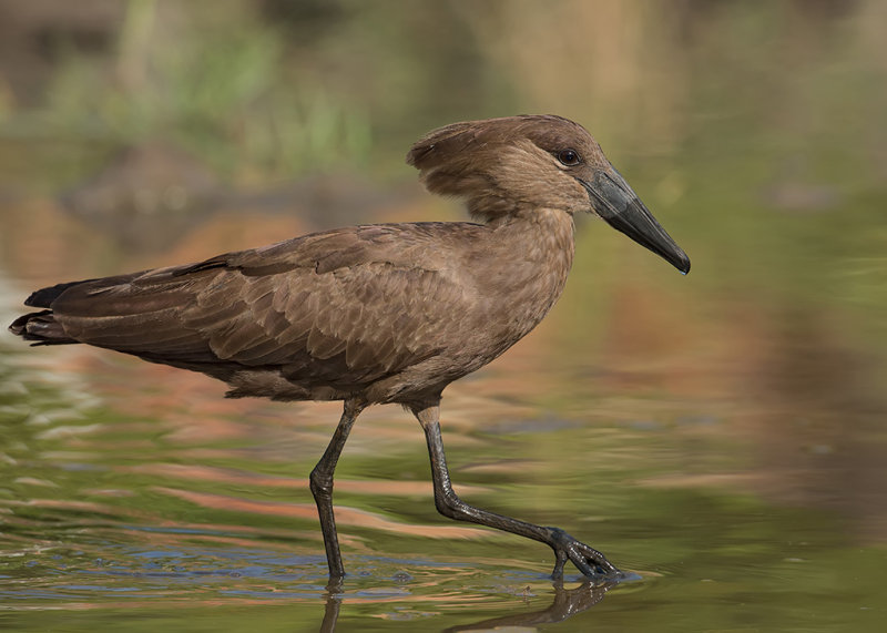Hammerkop Gambia