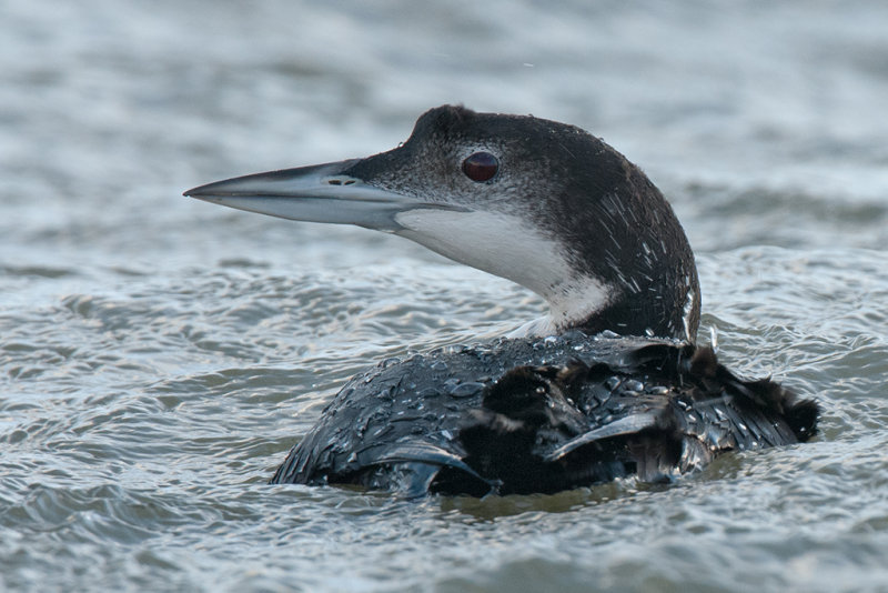 Great Northern Diver     Wales