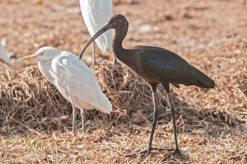 Ibis,Glossy 