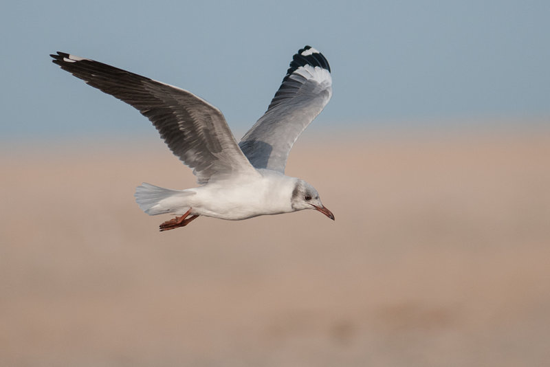 Grey Headed Gull   Gambia