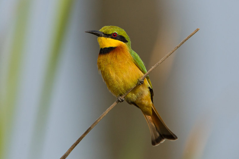 Little Bee-eater  Gambia