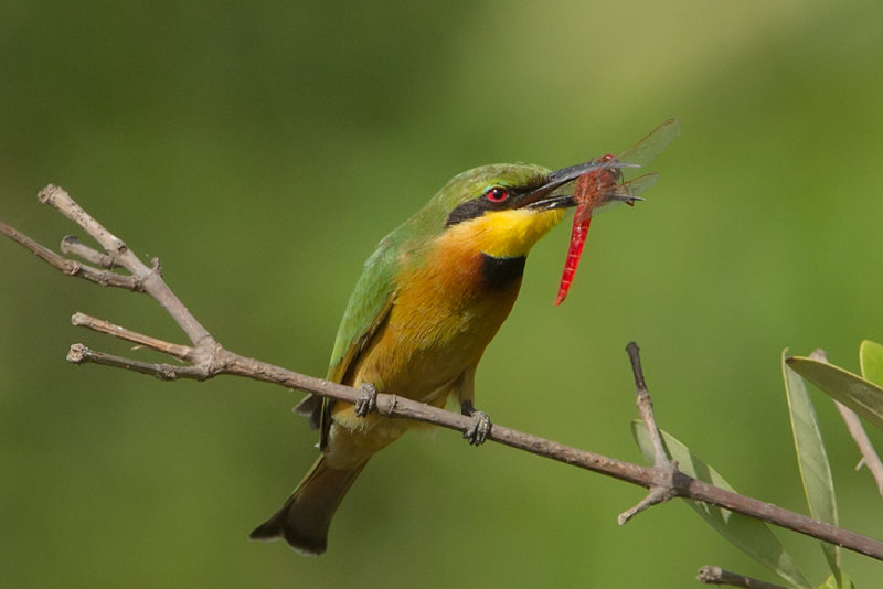 Little Bee-eater  Gambiapg