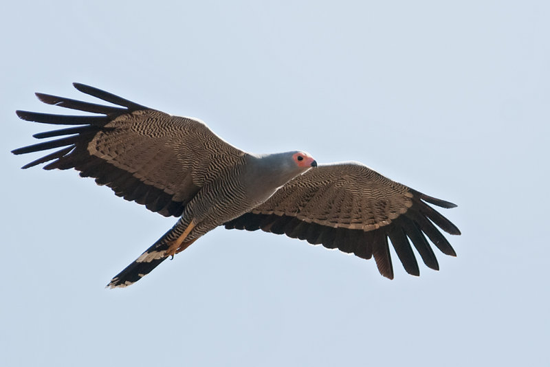 African Harrier Hawk    Gambia