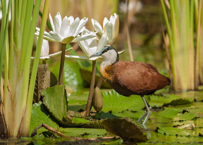 African Jacana    Gambia