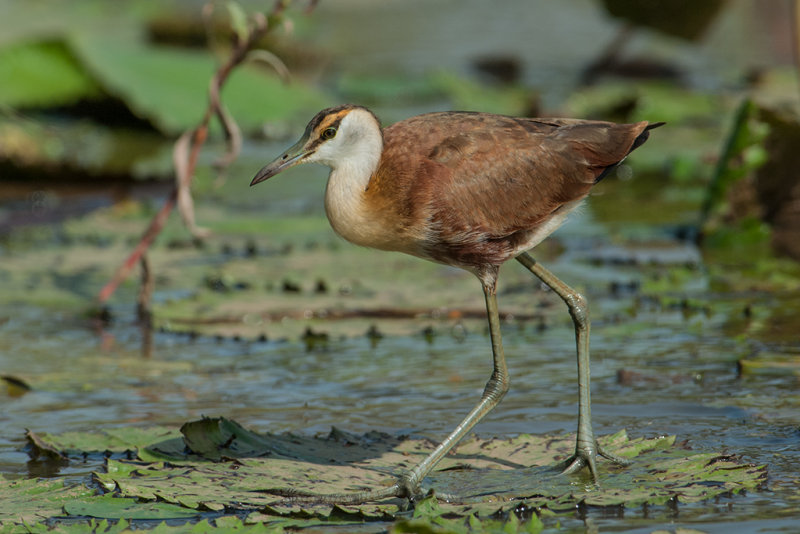 African Jacana    Gambia