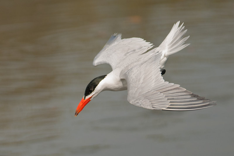 Caspian Tern  Gambia