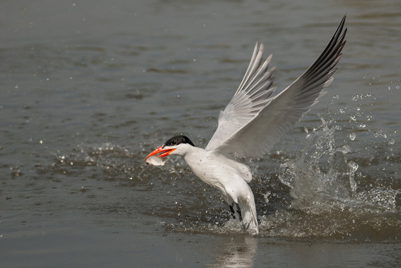 Caspian Tern  Gambia