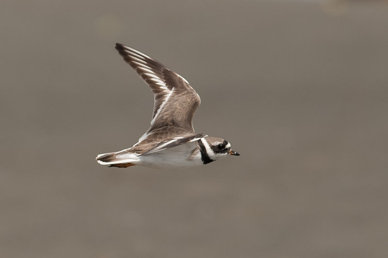 Ringed Plover Gambia