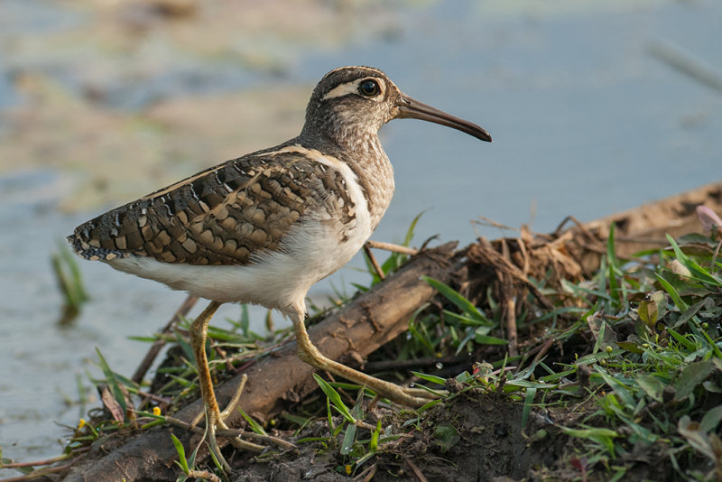 Greater Painted Snipe    Gambia