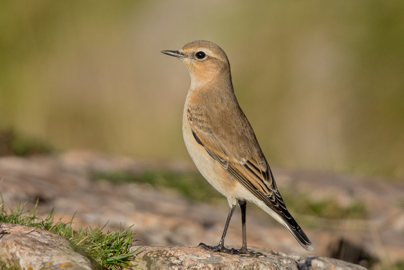 Northern Wheatear Wales