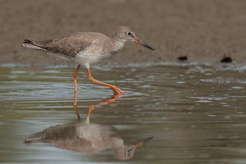 Redshank  Gambia