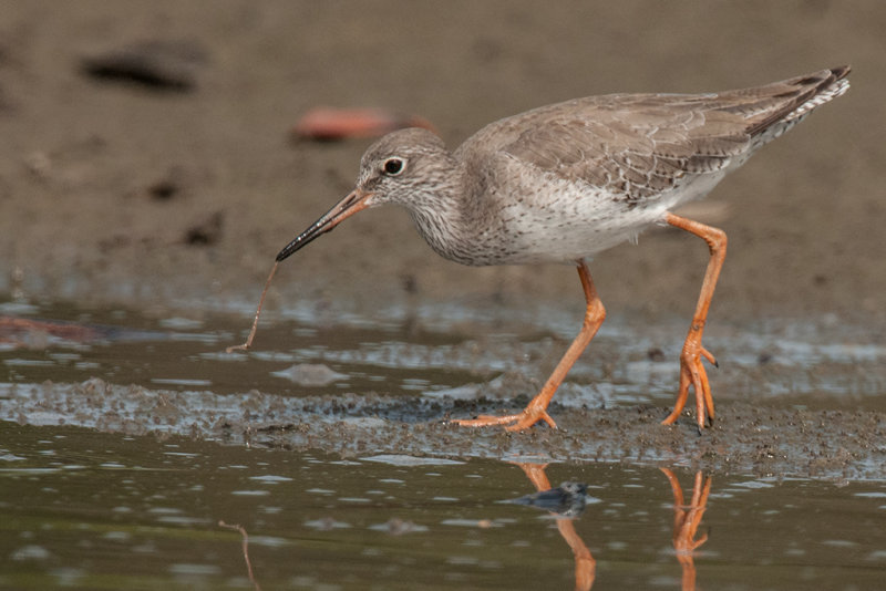 Redshank  Gambia