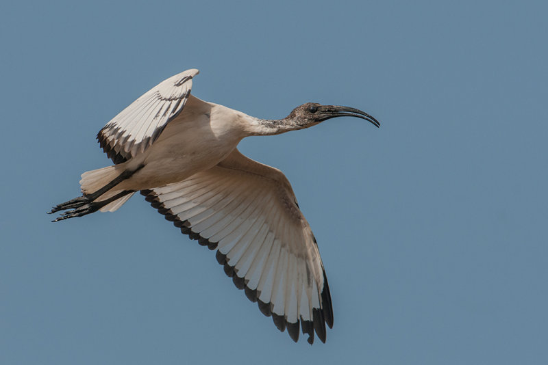 Sacred Ibis  Gambia