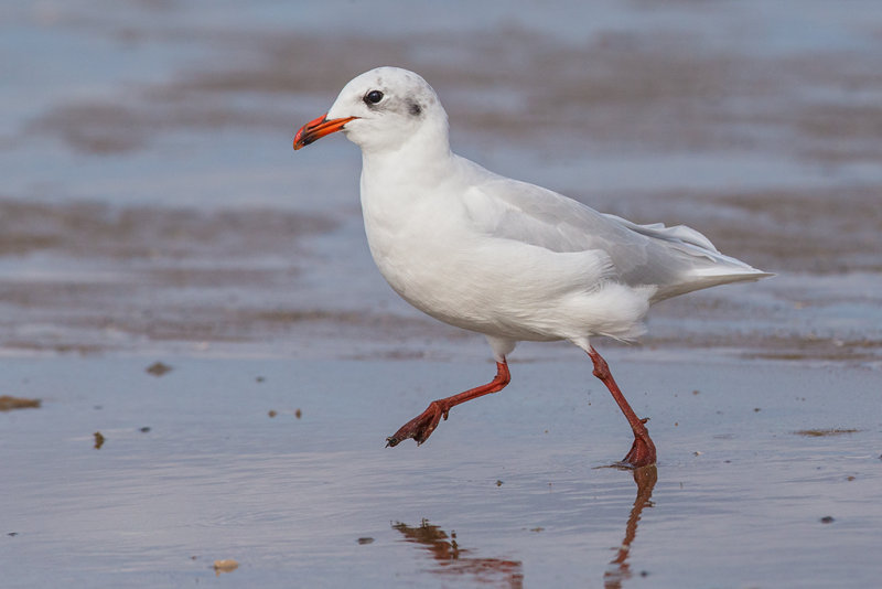 Mediterranean Gull     Colwyn Bay 