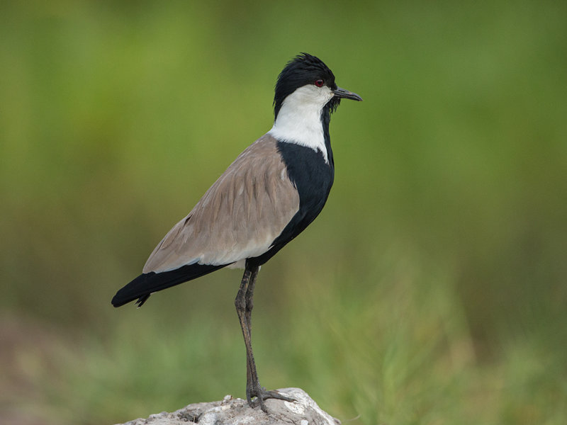 Spur-winged Lapwing    Gambia