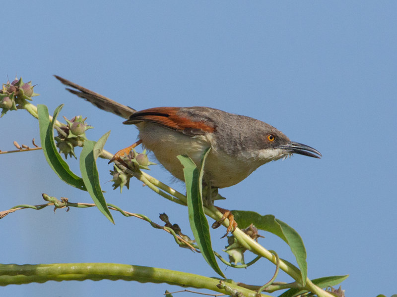 Red-winged Warbler   The Gambia 