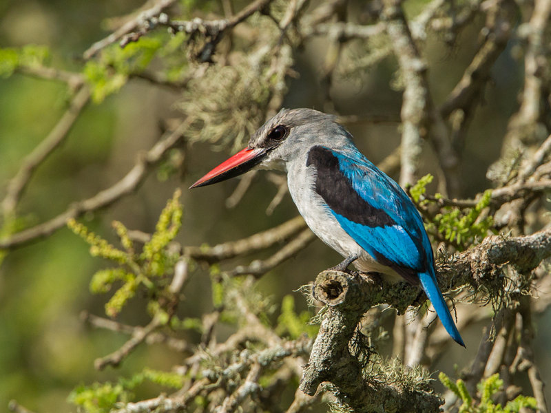 Kingfisher,Woodland 