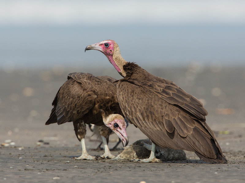 Hooded Vulture  Gambia