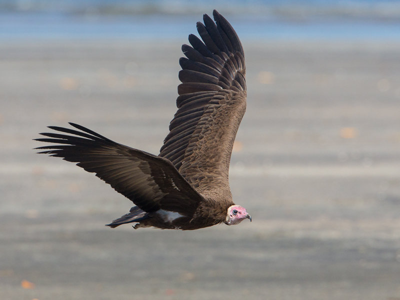 Hooded Vulture  Gambia