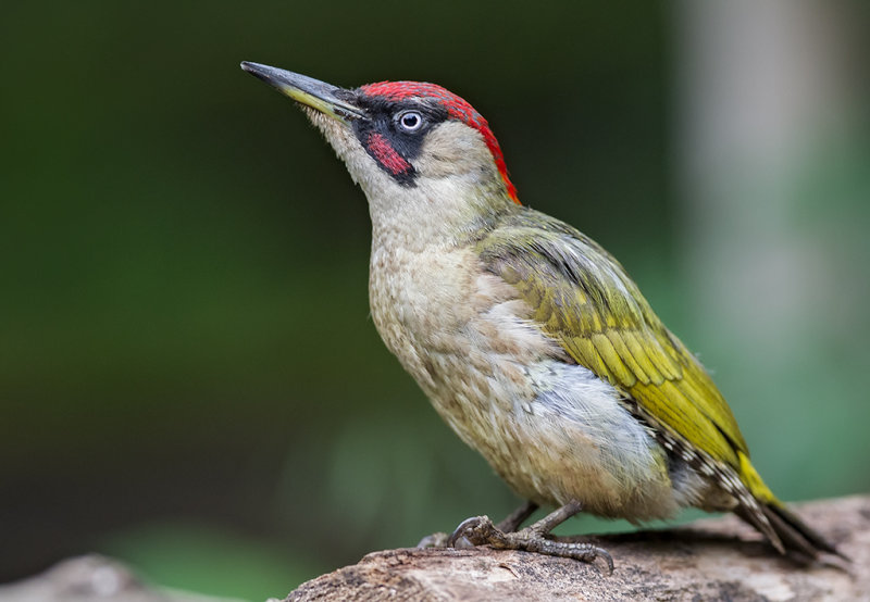 Green Woodpecker  Hungary
