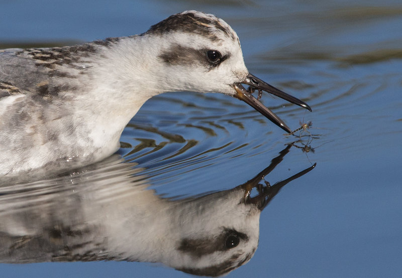 Phalarope,Grey 